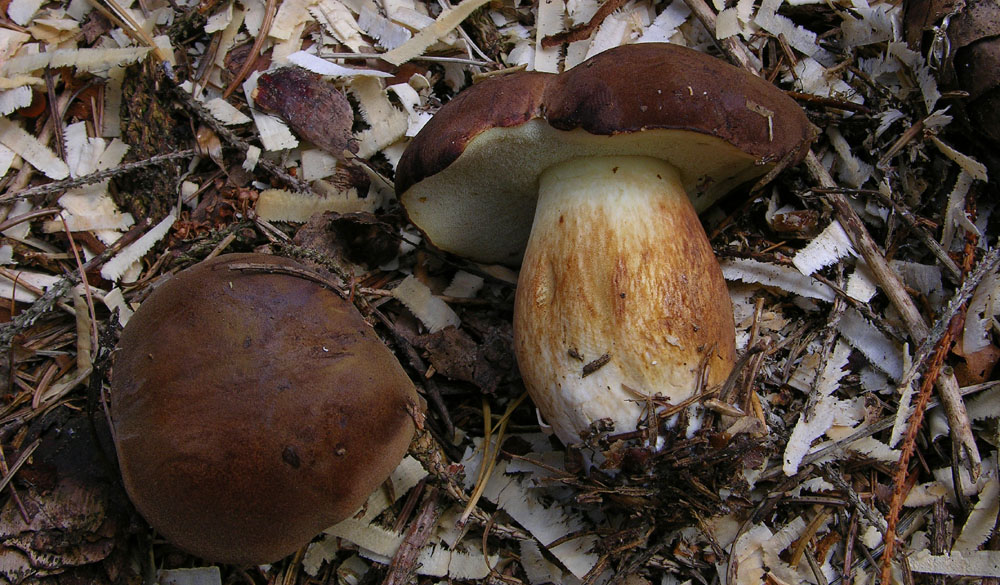 Svuotando l''archivio 2009....3� e ultima parte.